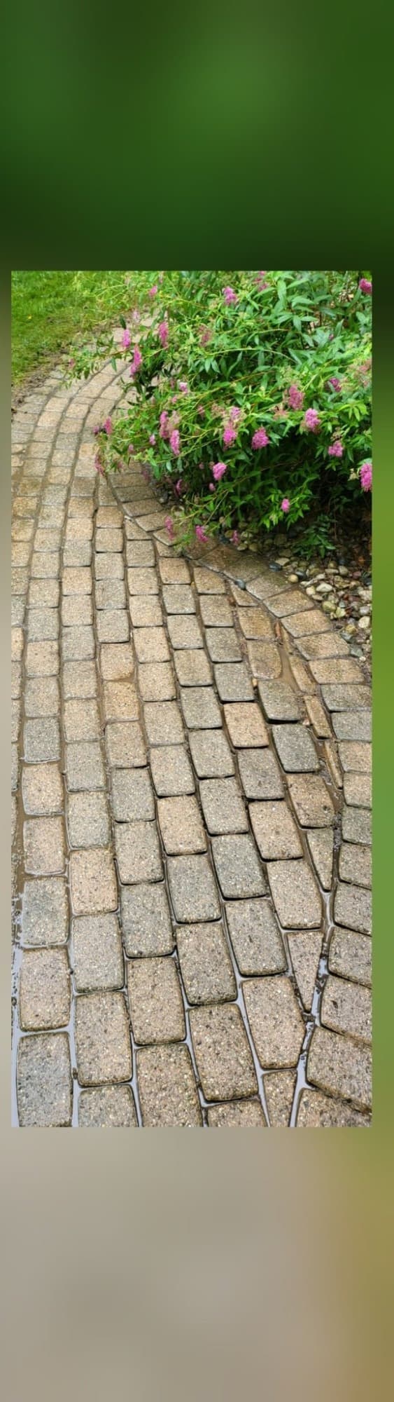 Paver garden path clean and bright after pressure washing