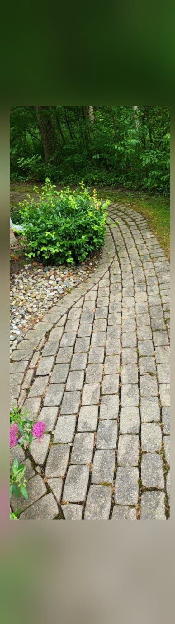 Paver garden path with dark organic staining before cleaning