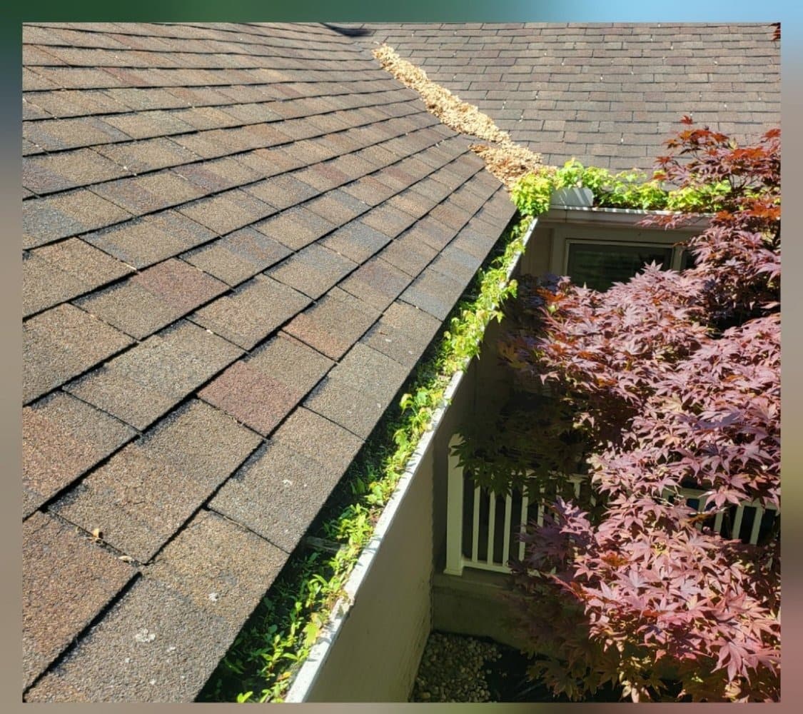 Gutter run along landscaped roofline with packed leaf buildup before cleaning