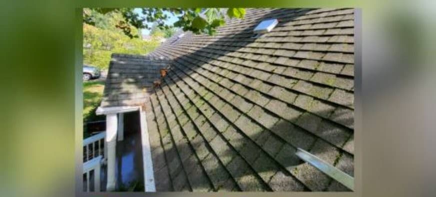 Sloped shingle roof with dark discoloration and staining before cleaning